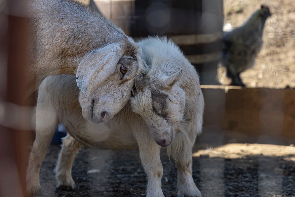 Two goats at Healdsburg Senior Living farm